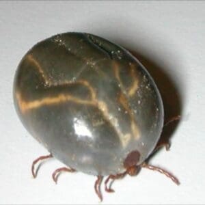 Asian Longhorned Tick engorged