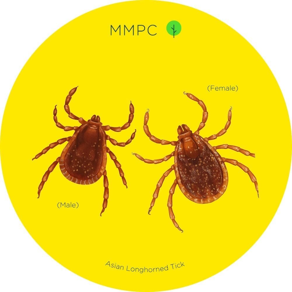 Asian Longhorned Tick