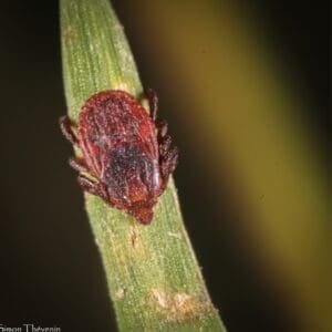 male brown dog tick