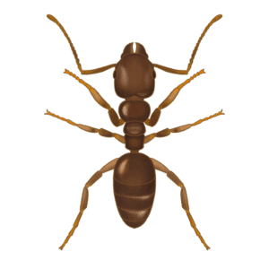 Odorous House Ant