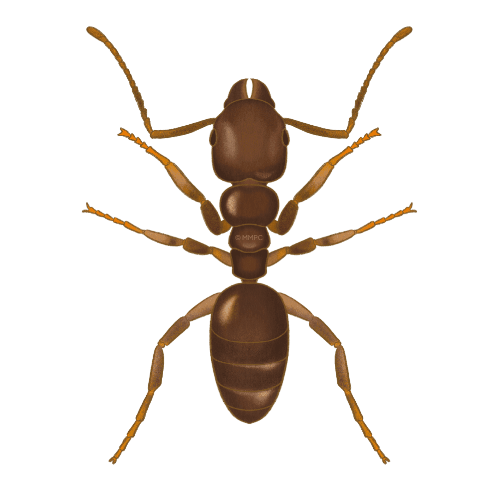Odorous House Ant