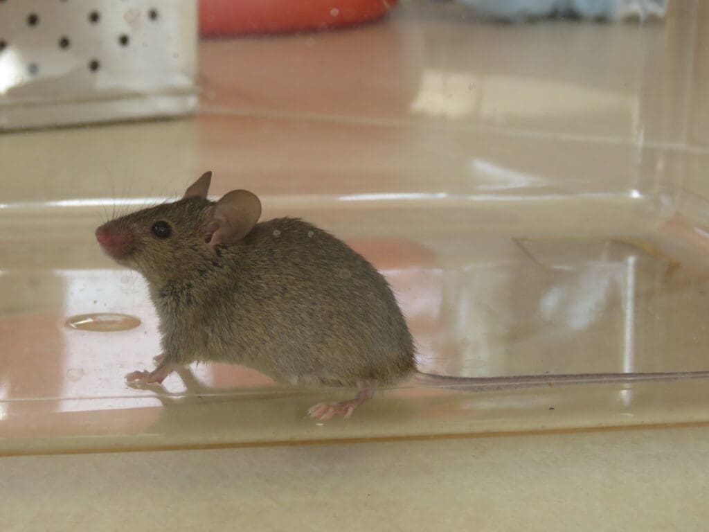 House Mouse photo