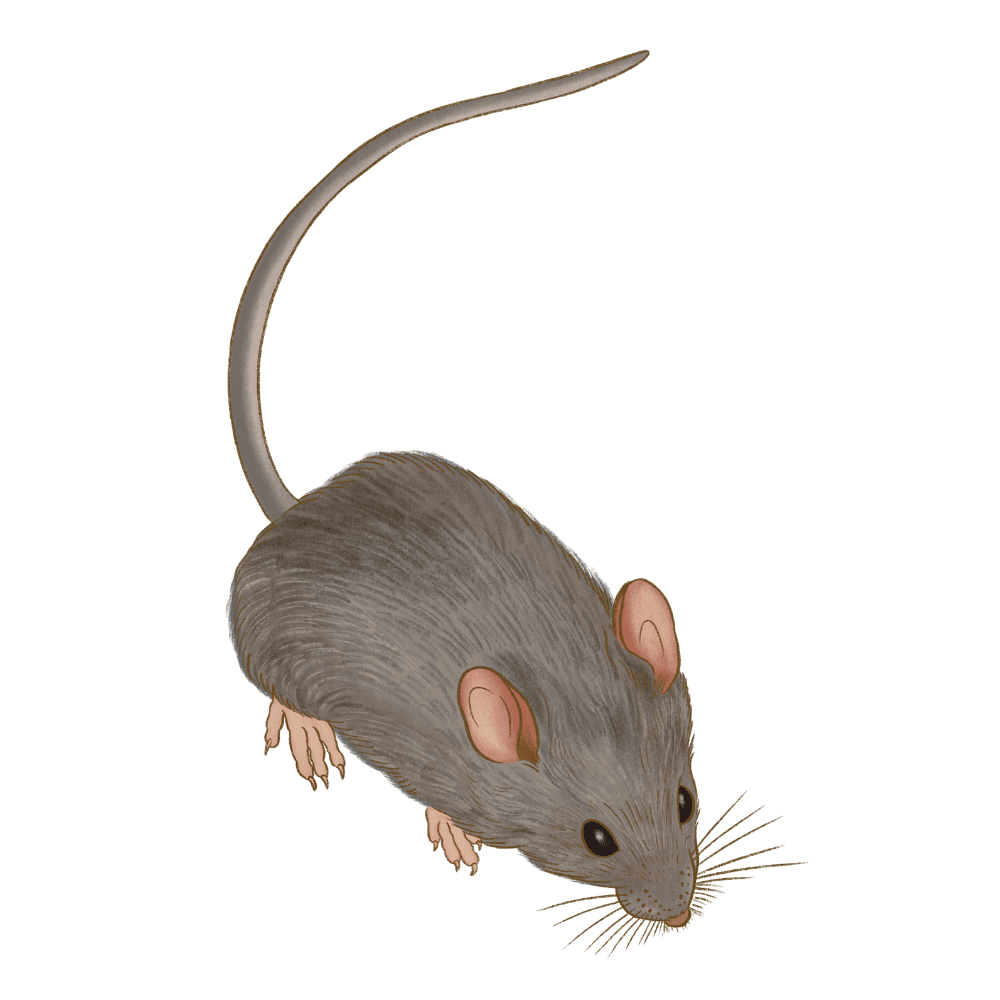 House Mouse