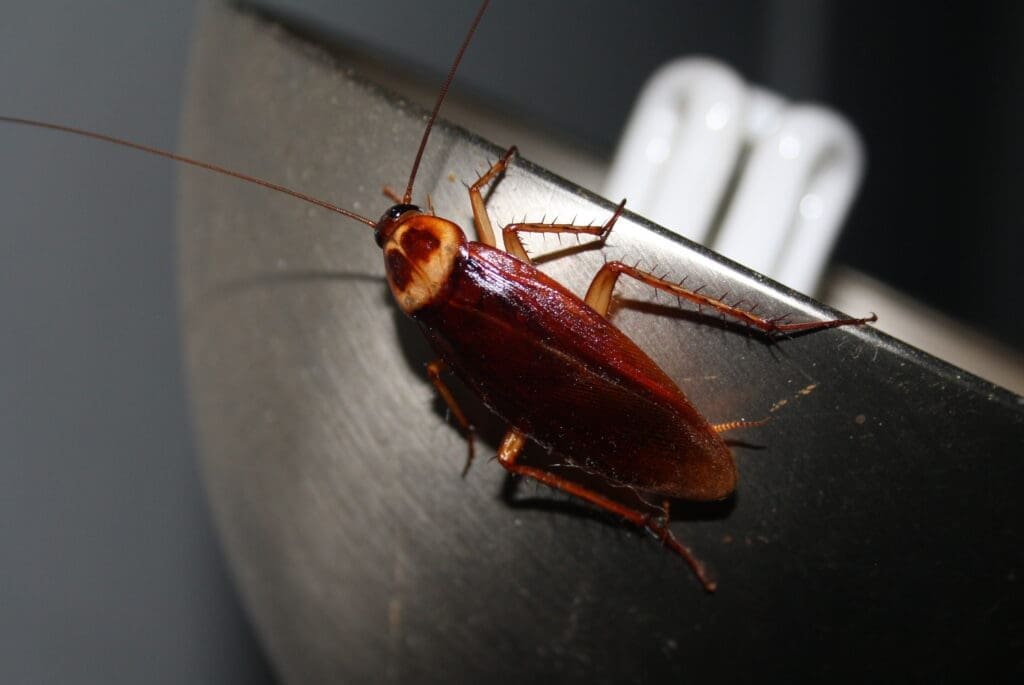 American Cockroach photo
