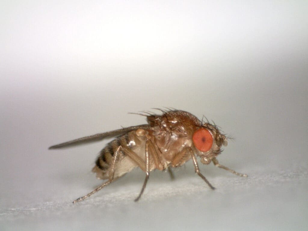 Fruit Fly photo