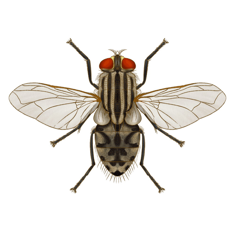 House Fly