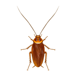 American Cockroach