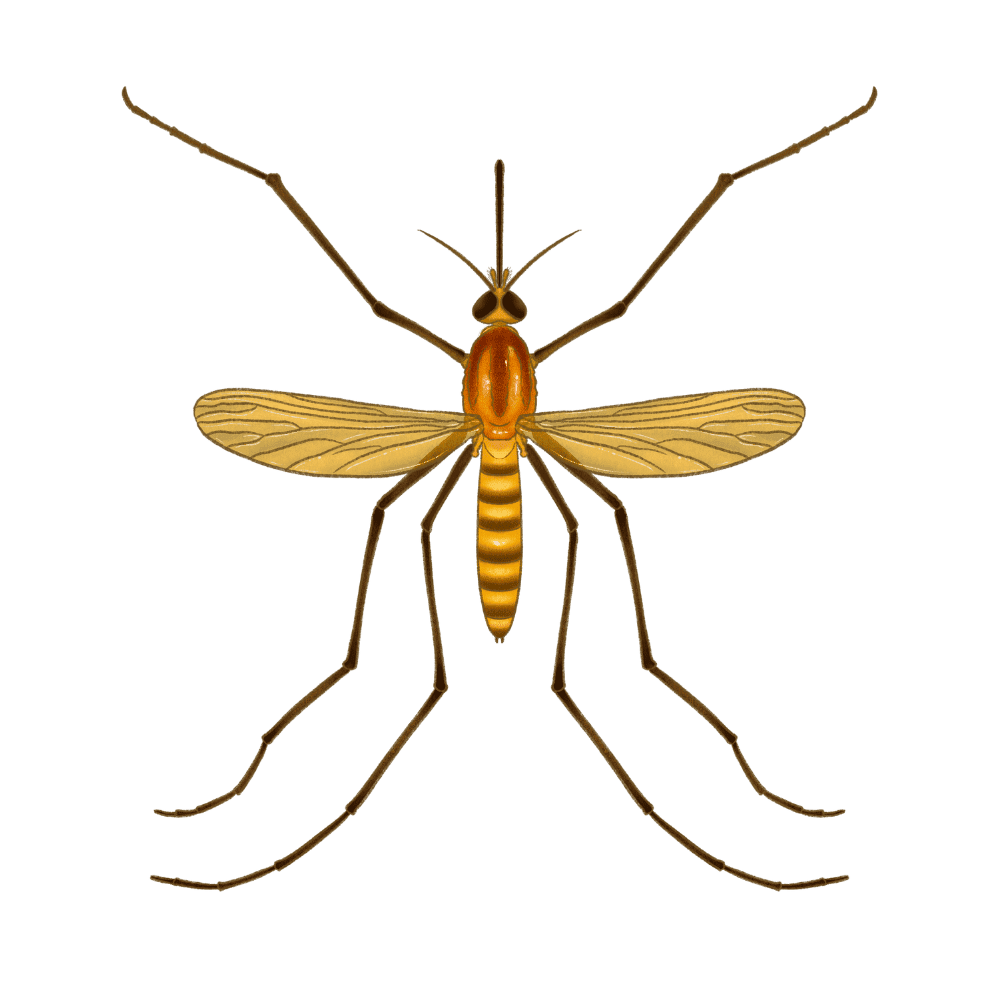 Northern House Mosquito