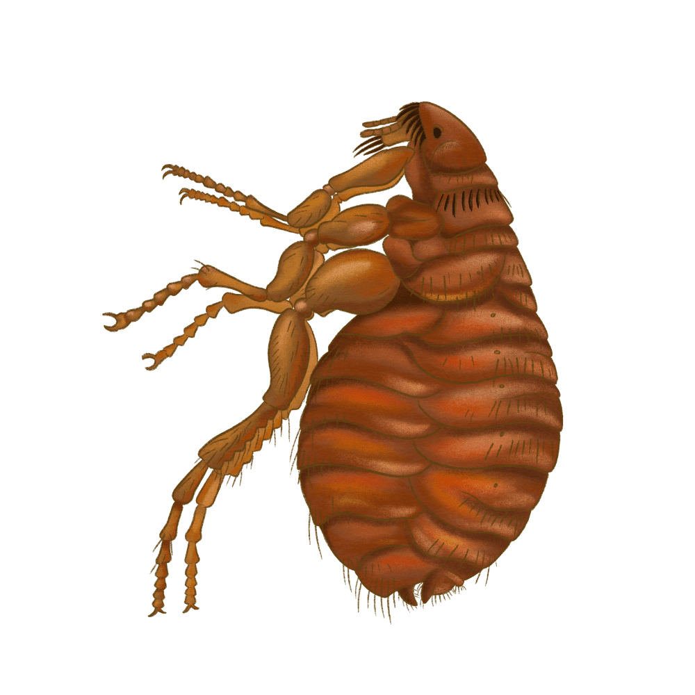 Cat Flea