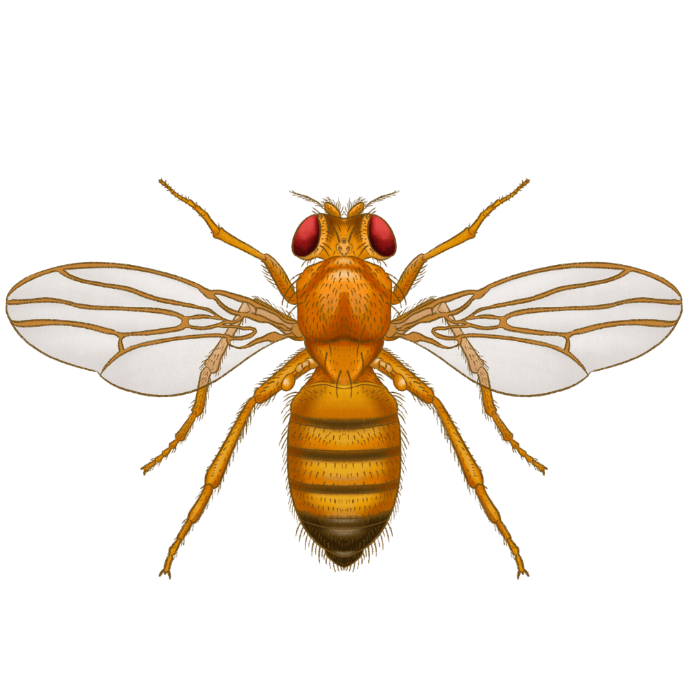 Fruit Fly