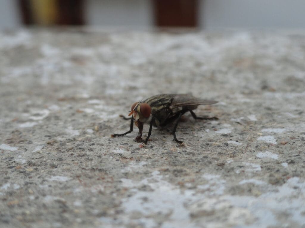 House Fly photo