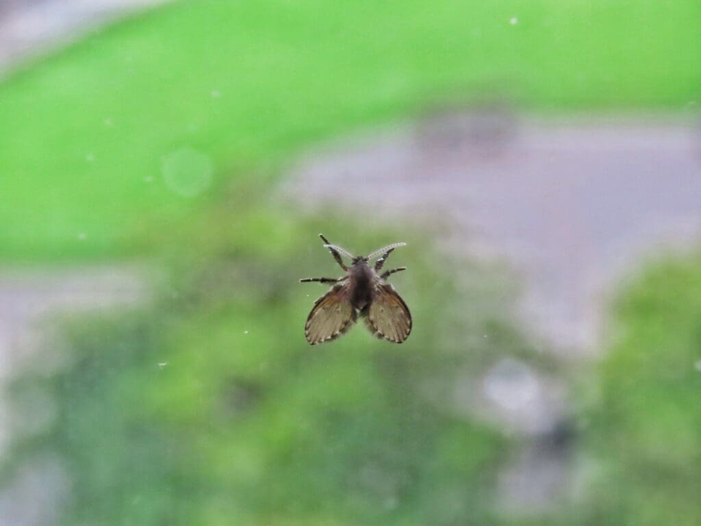 Drain Fly (Moth Fly) photo