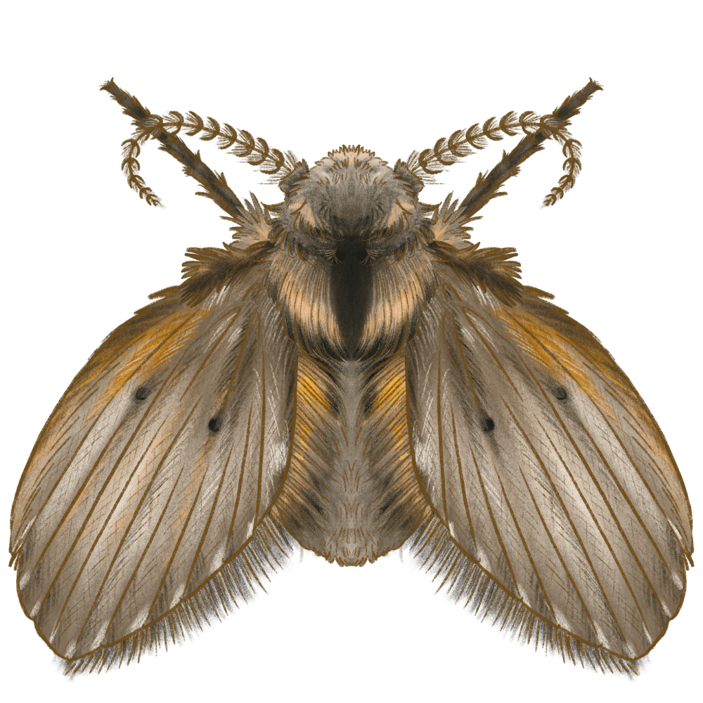 Drain Fly (Moth Fly)