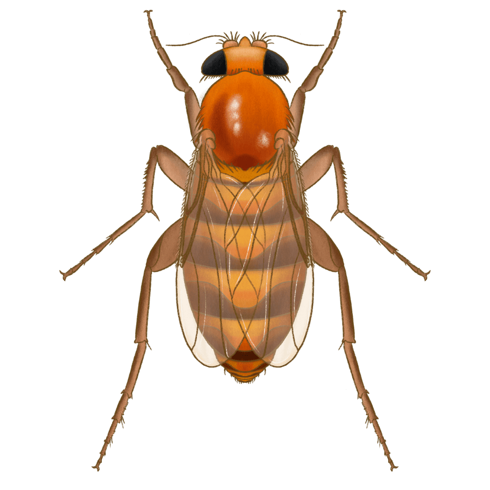 Phorid Fly (Humpback Fly)